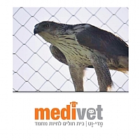 עיט ניצי חי בר כרמל עיט ניצי חי בר כרמל