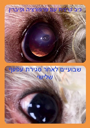 כיב בעין